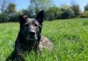 PD Max has passed away aged nearly 13