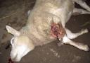 Dog owners have been urged to keep their pets under control during the lambing season after 17 deaths