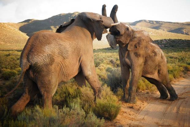 Wiltshire Times: Elephants at the Big Five Safari experience. Credit: TripAdvisor