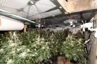 Cannabis plants. Image: Wiltshire police