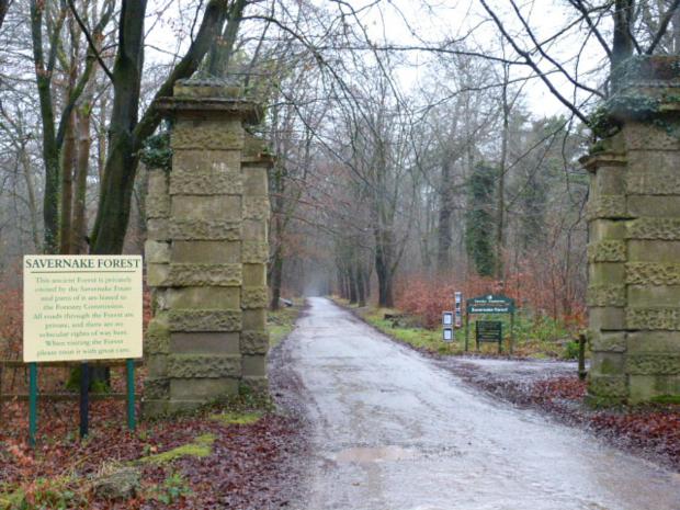 Wiltshire Times: Scene of the alleged offence at Savernake Forest