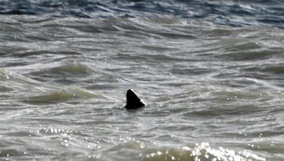Wiltshire Times: A fin of a 'great white shark' has been spotted just yards off the coast from a popular beach, it has been claimed
