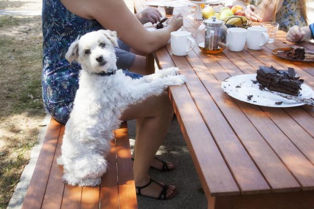 Tea party to celebrate the Queen’s jubilee includes a dog show