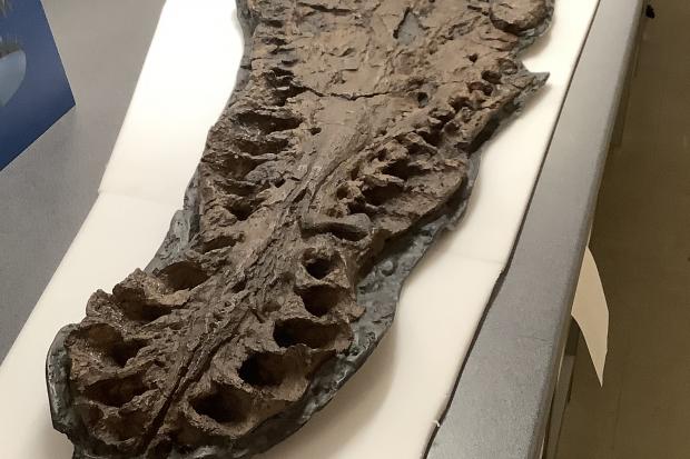 The lower jaw of the giant Pliosaur found in Westbury which will be on display at the town's museum from August 1-13.