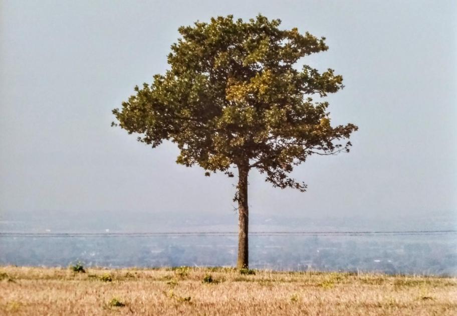 One Tree Hill solar farm plans cause Wiltshire village row 