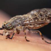 Horsefly season: How to know you have been bitten and important medical advice. (PA)