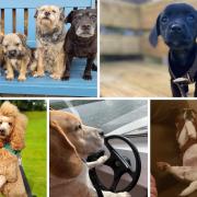 International Dog Day is here - and what cuties have come out to celebrate locally