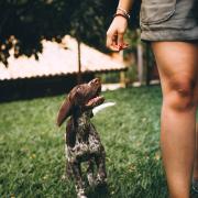 UK dog owners could face fines of up to £5,000 when walking their pet. (Canva)