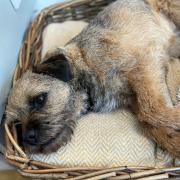 Bumble, the Border terrier who disappeared into a badger sett and has now been missing for five days