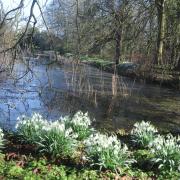 Snowdrops herald the start of spring at  Great Chalfield Manor gardens Photo: Trevor Porter 67890-7
