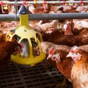 Hens living in a barn system. Photo: Getty images.