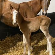 First foal of the year born at Kington Langley: high hopes for year ahead