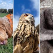National Pet Month: Gallery of your favourite four-legged friends