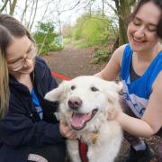 Volunteers at Bath Cats & Dogs Home showing one of their residents some attention.