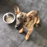 Treacle, rescued by Leash For Life is a 'shy but sweet five-month-old' female puppy,