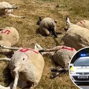 17-year-old boy arrested after several sheep are killed in north Dorset