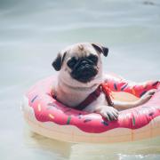 Dog floating on the water. Photo: Getty