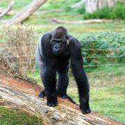 Evindi the gorilla. Photo: Ian Hunter.