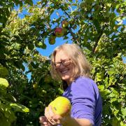 Mel Jacob picks some fruit for the Trowbridge Apple Festival.