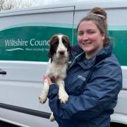 Wiltshire Council dog warden Alex Whittingham with a stray Springer Spaniel found in Chippenham. Photo: John Baker