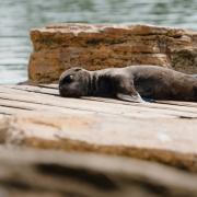 Sea lion pups born at Longleat Safari Park are the first since 2017