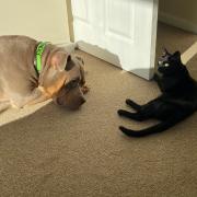 Crystal the XL Bully dog with Luna the cat