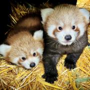 The endangered red panda twins at Longleat Safari Park.