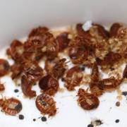 Bedbug bites can cause skin rashes and allergic symptoms.