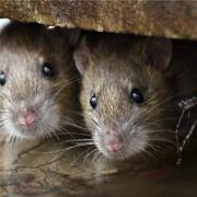 A Wetherspoon pub in Wiltshire was forced to close after the discovery of rats