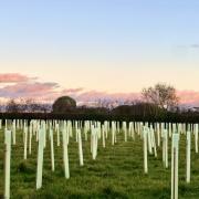 Some 40,000 trees have already been planted on the Bonham farmland owned by the Stourhead (Western) Estate.