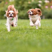 Trowbridge will have a new dog exercise field