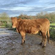 The stolen cow is an 18-month-old South Devon heifer.
