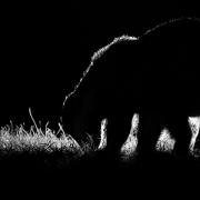 Chris Wardell's stunning backlit photogrpah of a badger gained him the runner-up award in the 16-18 category of the RSPCA's Young Photographer Awards 2023