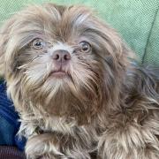 George is a two-year-old Teacup Shih Tzu.