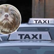 Edward Jones was not allowed to take his dog George, a Teacup Shih Tzu, onto a taxi in Chippenham