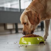 Lead has been found in raw pheasent food given to dogs