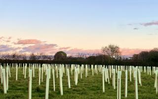 Some 40,000 trees have already been planted on the Bonham farmland owned by the Stourhead (Western) Estate.