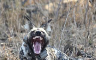 The African wild dog has been listed as endangered on the IUCN Red List since 1990.